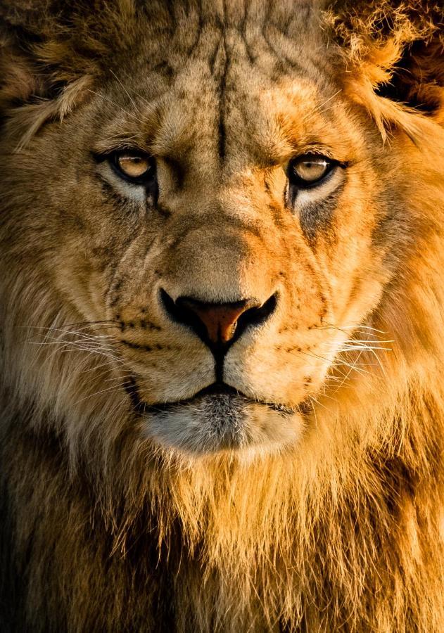 Lions Den - Zoo Accommodation Честър Екстериор снимка